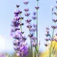 Jurlique Lavendel Feuchtigkeitsspendender Nebel 100 ml, Bild 2