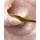 Davines Solu Salz-Peeling 250ml, Bild 3